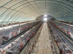 大棚骨架機(jī),養(yǎng)殖大棚骨架機(jī),新型溫室大棚安陽博利