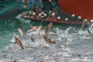 智能水產(chǎn)養(yǎng)殖系統(tǒng)原理和價格解析 為什么它可以大大提高養(yǎng)殖成活率