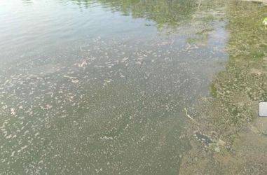 水產養殖一直強調解毒,解毒到底怎么解 實戰達人告訴你如何正確解毒