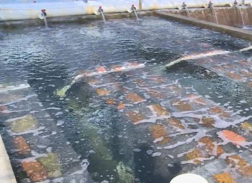 水產(chǎn)養(yǎng)殖準備工作有哪些