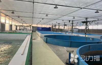 蘇州新增6家水產(chǎn)類省級(jí)特色優(yōu)勢種苗中心