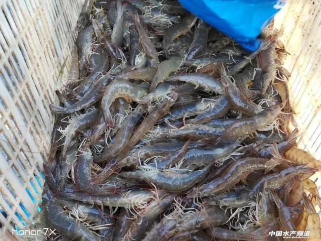 攻克對蝦養殖難題,養蝦畝利潤可超3萬元