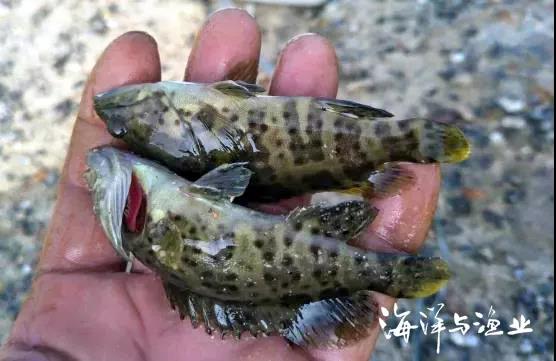 點(diǎn)贊 2020年廣東十大名優(yōu)水產(chǎn)品榜單出爐