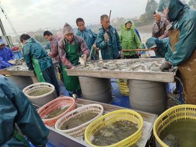 今年養(yǎng)哪條魚(yú)能暴富?十大水產(chǎn)養(yǎng)殖明星品種出爐,養(yǎng)魚(yú)or養(yǎng)蝦?