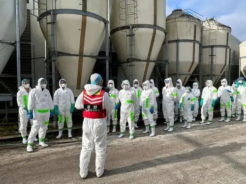 120萬(wàn)只禽類被撲殺 日本暴發(fā)高致病性禽流感