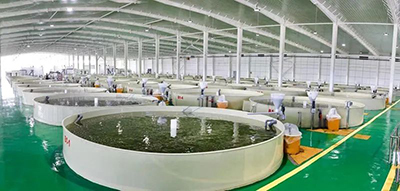 走進(jìn)濟(jì)寧:探秘山東省體量最大的智慧漁業(yè)育種車(chē)間!