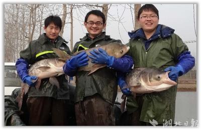 二十余年攻關(guān)"一條魚" 胖頭魚首個(gè)選育品種"中科佳鳙1號(hào)"通過審定