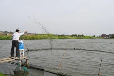 養(yǎng)魚就是養(yǎng)水,廠家如何研發(fā)有效調(diào)水產(chǎn)品?|陳昌福專欄