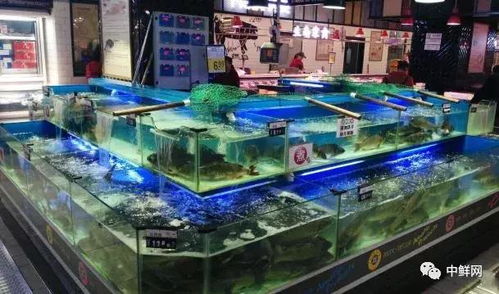 商超水產(chǎn)各品項(xiàng)養(yǎng)殖及保鮮技術(shù)專業(yè)指導(dǎo)