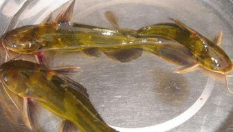 不一樣水產(chǎn)養(yǎng)殖,全雄黃顙魚該如何養(yǎng)殖 池塘成魚養(yǎng)殖技術(shù)須知曉