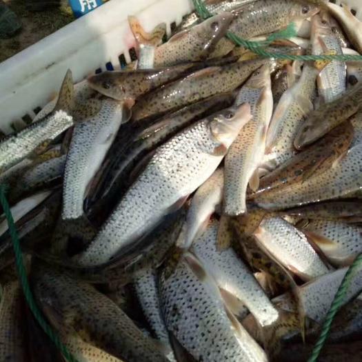 想養(yǎng)花骨魚(yú)？這些養(yǎng)殖技巧你必須掌握